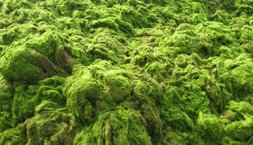 初加工材料 精细化学品 食品添加剂 营养强化剂 食品级:纯天然 螺旋藻